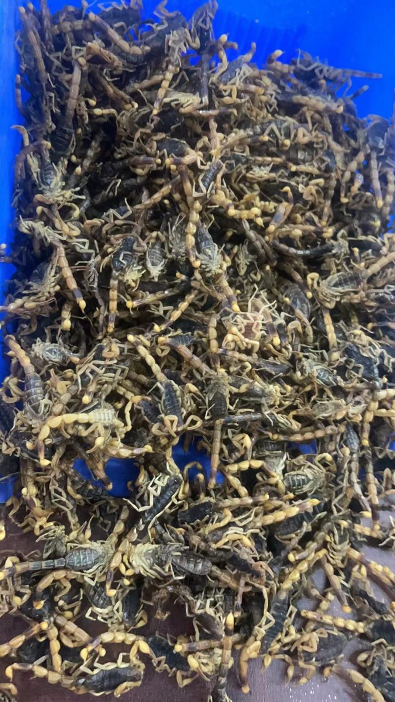 清水全蝎河南产全虫500克一包新货一斤包邮