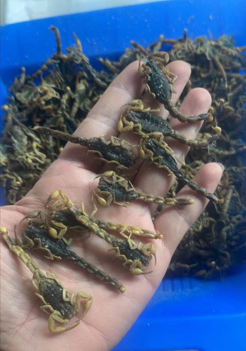 清水全蝎河南产全虫500克一包新货一斤包邮