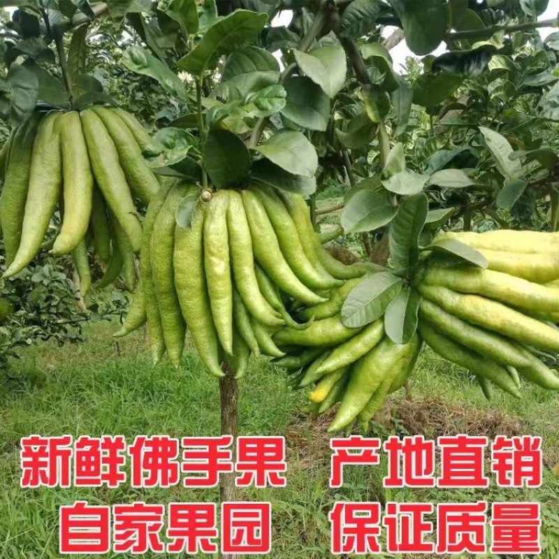 佛手果采摘园现摘现发中果大果