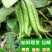 佛手果采摘园现摘现发中果大果