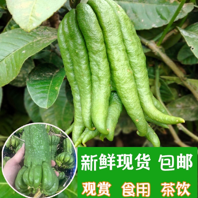 佛手果采摘园现摘现发中果大果