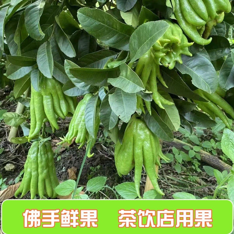 佛手果采摘园现摘现发中果大果