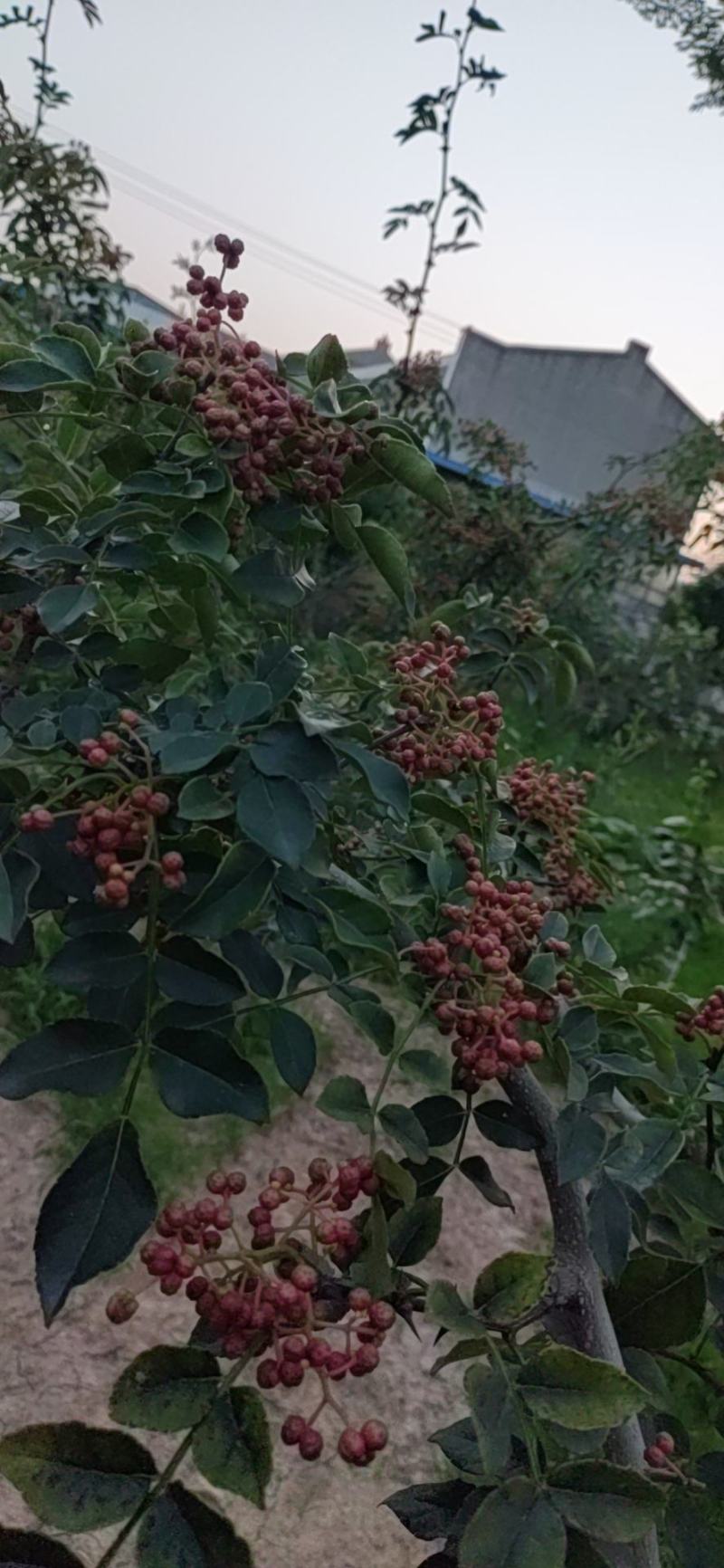 正宗大红袍鲜花椒