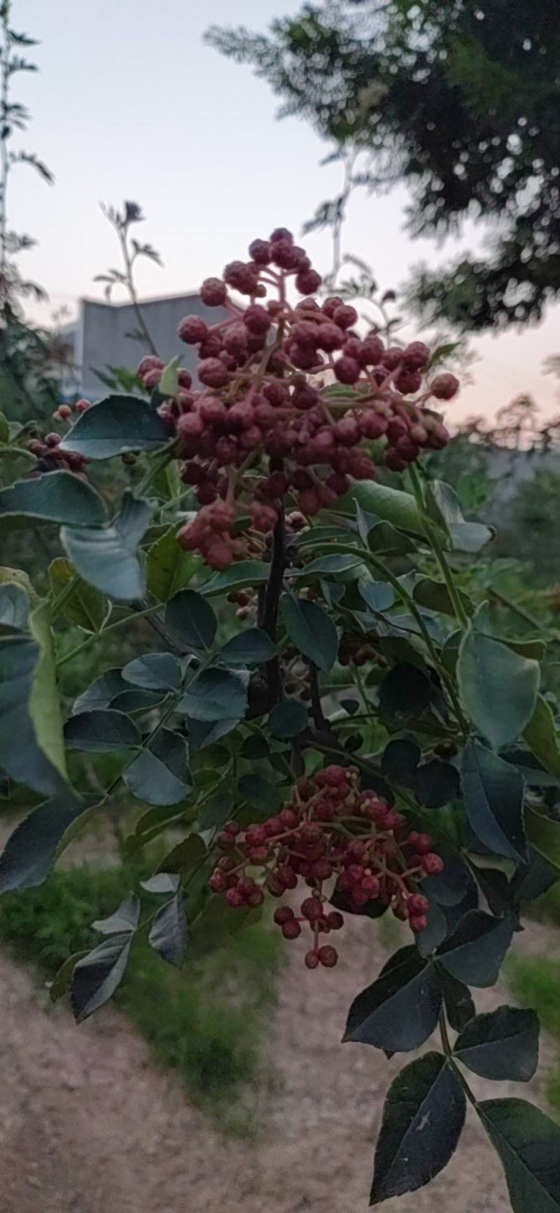 正宗大红袍鲜花椒