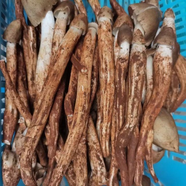 野生菌鸡纵，