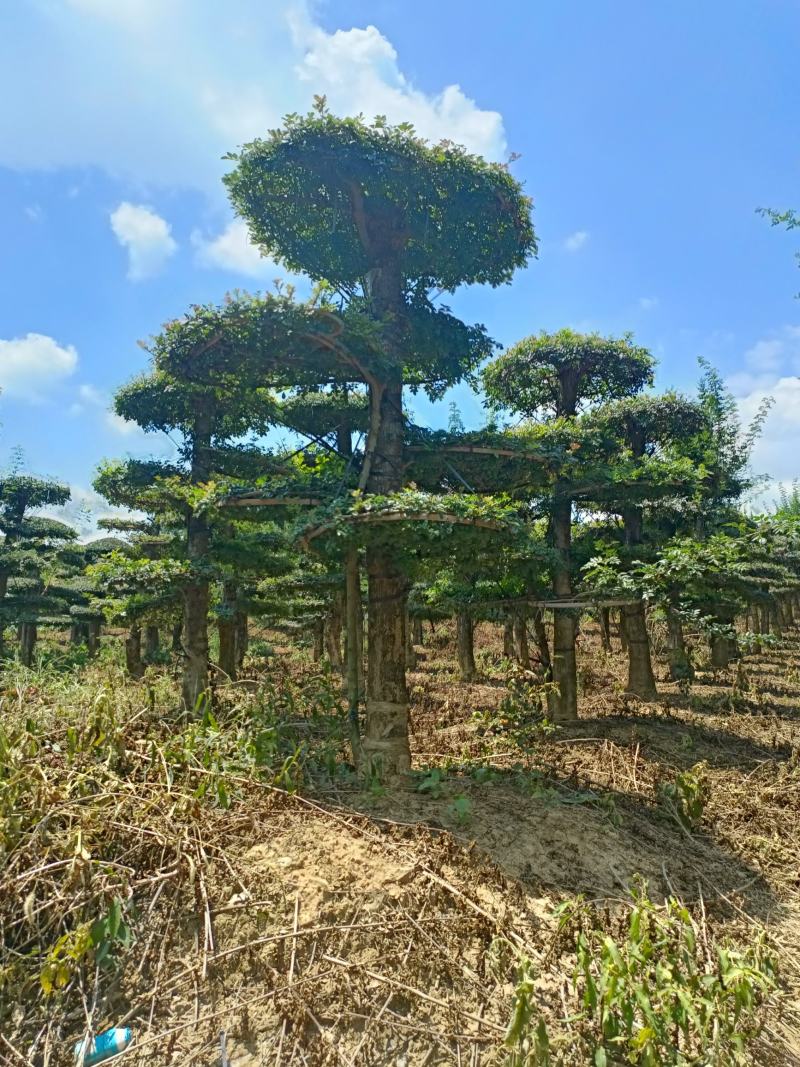 刺冬青造型刺冬青物美价廉