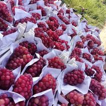 河南鲁山县巨峰葡萄，水晶巨峰葡萄，大量上市，大量供应