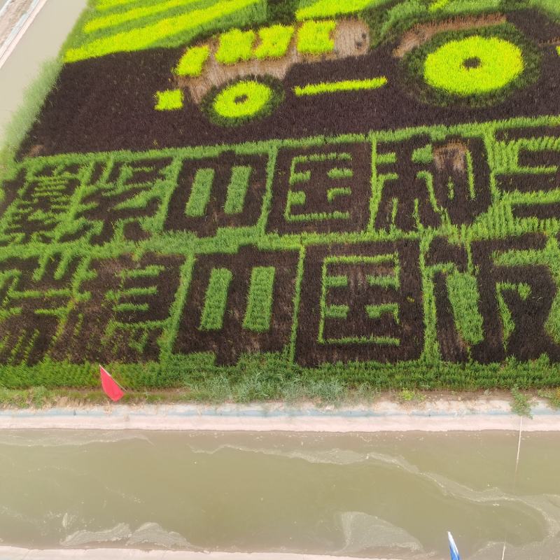 大葱宁夏黄洋滩优质铁杆五指钢葱基地直供量大优惠