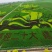 大葱宁夏黄洋滩优质铁杆五指钢葱基地直供量大优惠