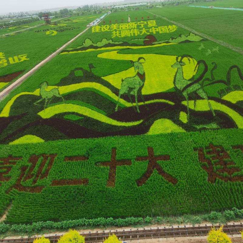 大葱宁夏黄洋滩优质铁杆五指钢葱基地直供量大优惠