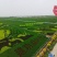 大葱宁夏黄洋滩优质铁杆五指钢葱基地直供量大优惠