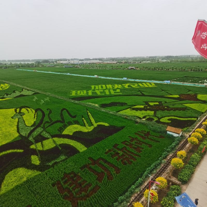 大葱宁夏黄洋滩优质铁杆五指钢葱基地直供量大优惠