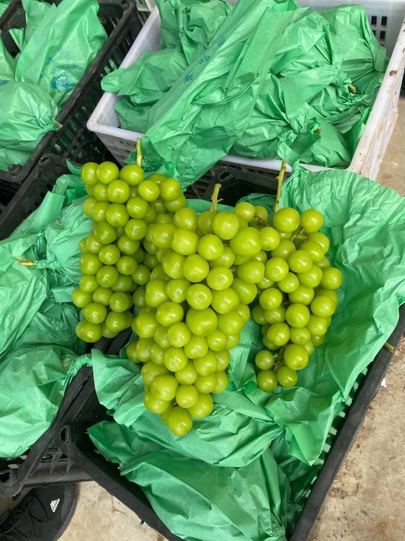 葡萄【陕西大荔精品阳光玫瑰葡萄】阳光玫瑰葡萄批发价格