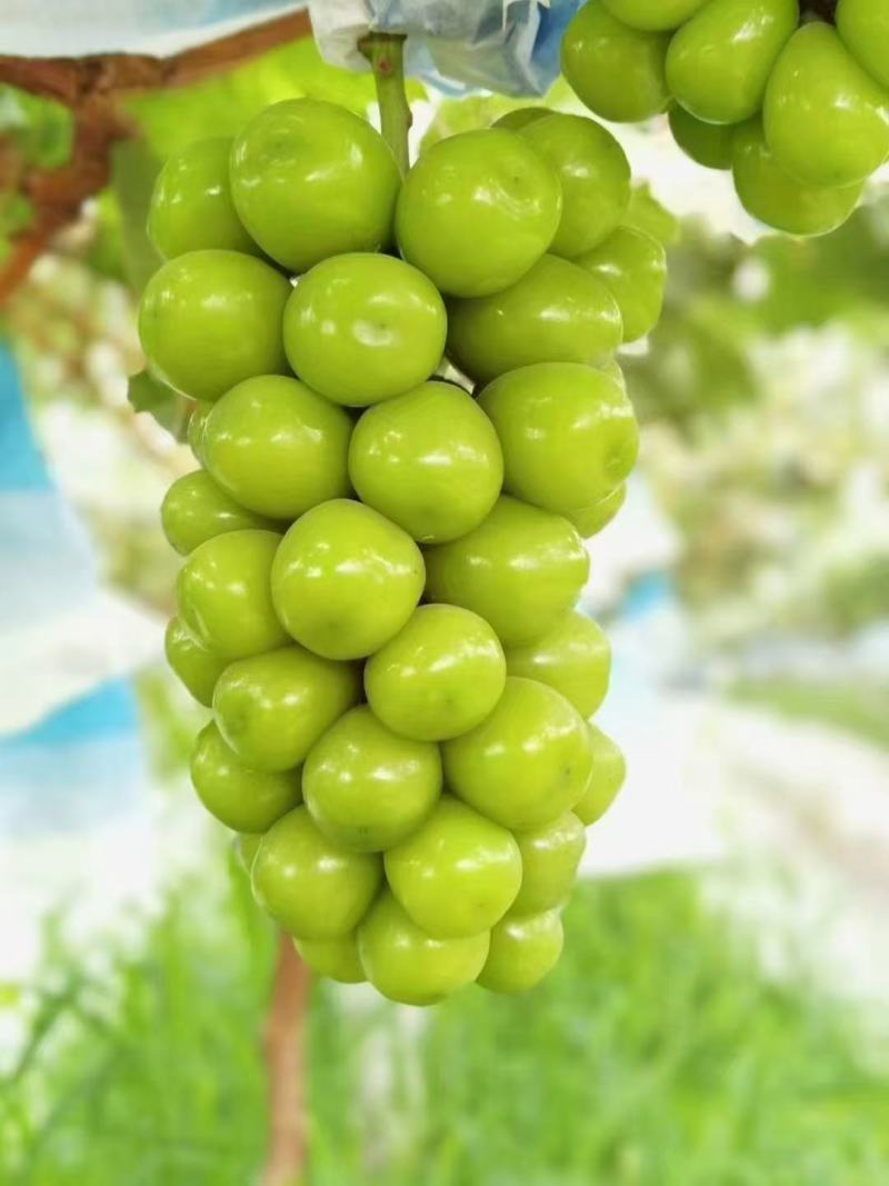 葡萄【陕西大荔精品阳光玫瑰葡萄】阳光玫瑰葡萄批发价格