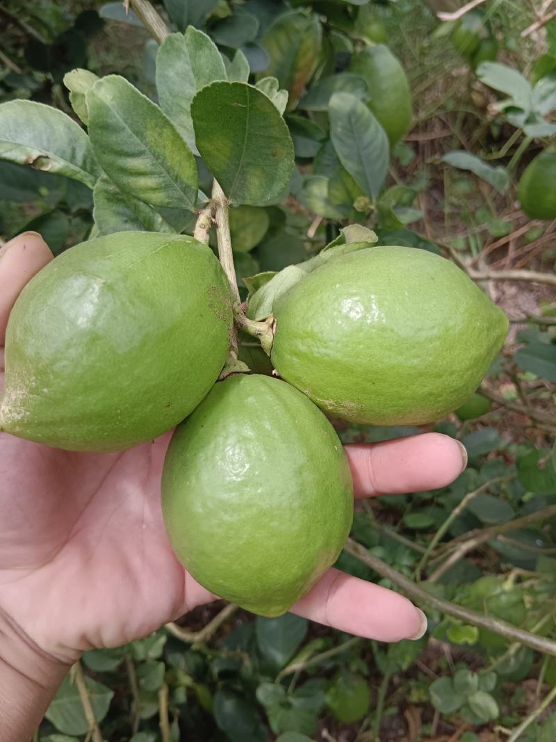 无籽，广东香水柠檬，香味十足，一级果，二级果，黄果都有货