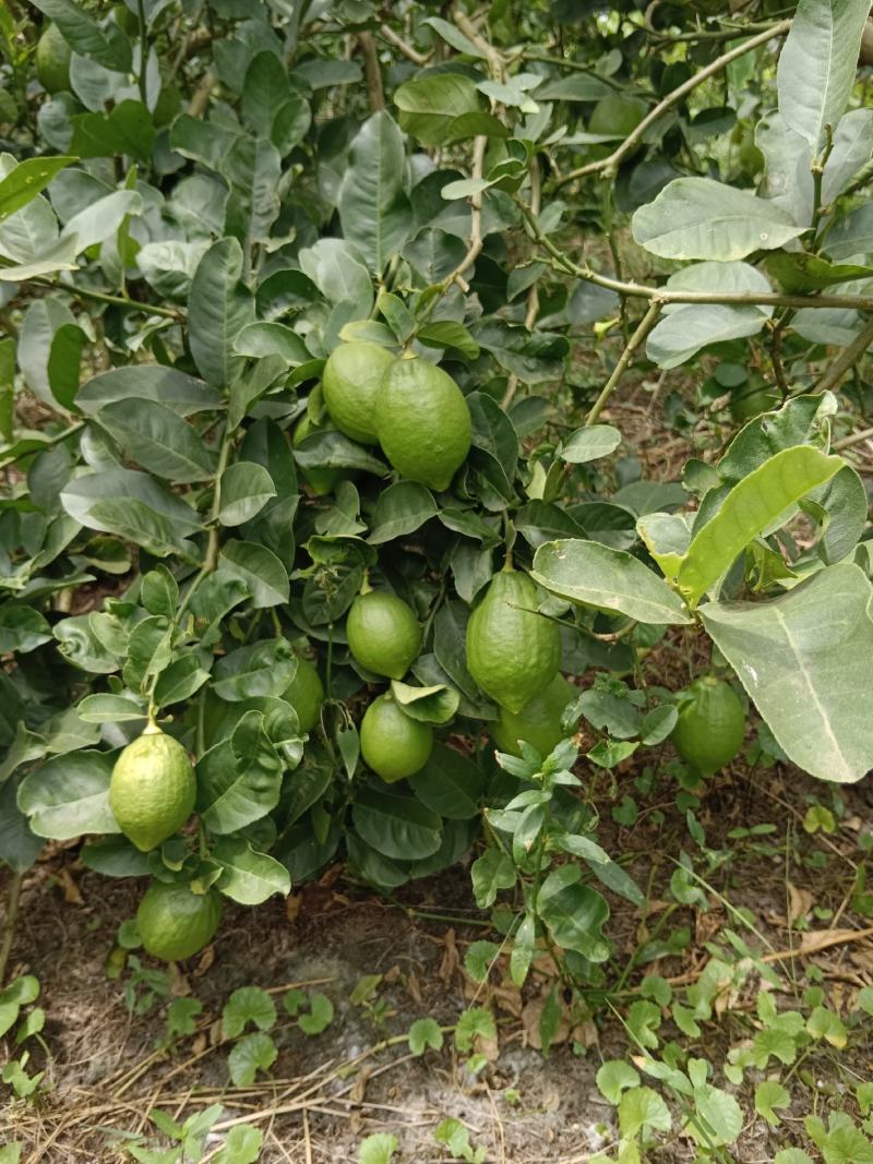 无籽，广东香水柠檬，香味十足，一级果，二级果，黄果都有货