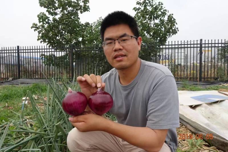 欧兰德紫福洋葱种子杂交一代深紫红皮中早熟抗病高产洋葱