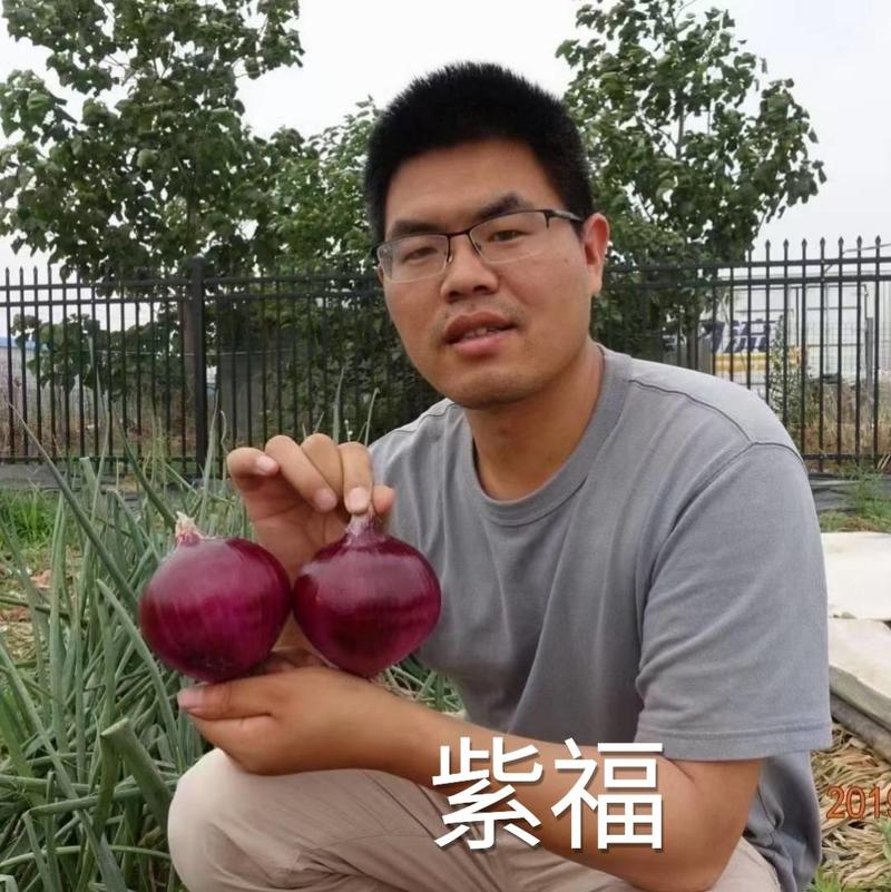 欧兰德紫福洋葱种子杂交一代深紫红皮中早熟抗病高产洋葱