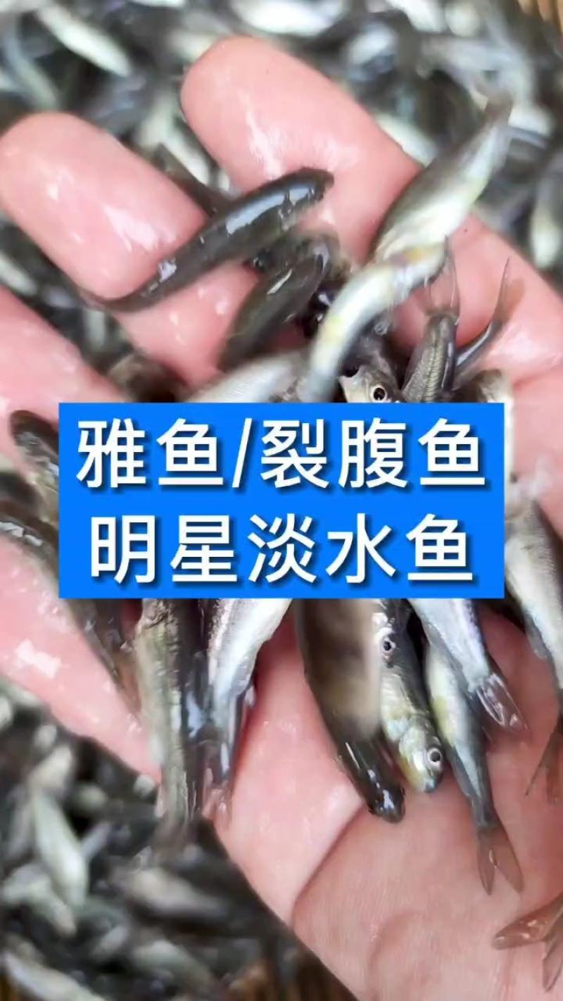 四川眉山雅鱼苗裂腹鱼细鳞鱼淡水养殖特种鱼苗包邮成活率高鱼