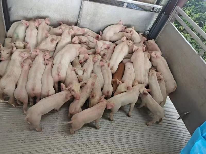 三元仔猪运输车辆示意图