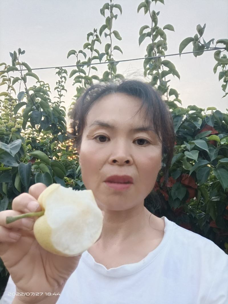 黄金梨丰水梨，园黄梨，秋月梨大量现货供应货源充足，质优