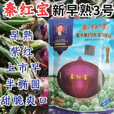 秦红宝洋葱种子新早熟3号洋葱种籽紫红皮扁平半高早上市