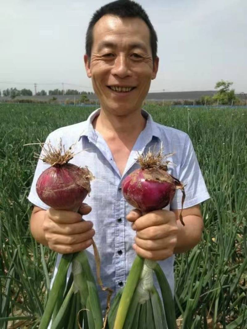 秦红宝洋葱种子新早熟3号洋葱种籽紫红皮扁平半高早上市