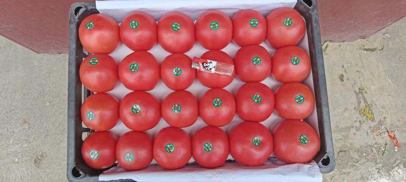 西红柿硬粉西红柿重庆硬粉西红柿果形好耐运输