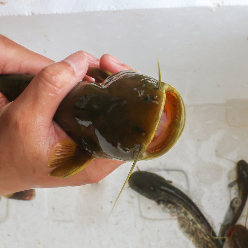 大口鲶鱼苗批发大河鲶鱼苗价格优惠苗场直发