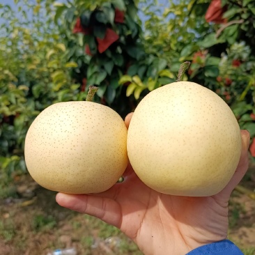 黄金梨丰水梨，园黄梨，秋月梨大量现货供应货源充足，质优