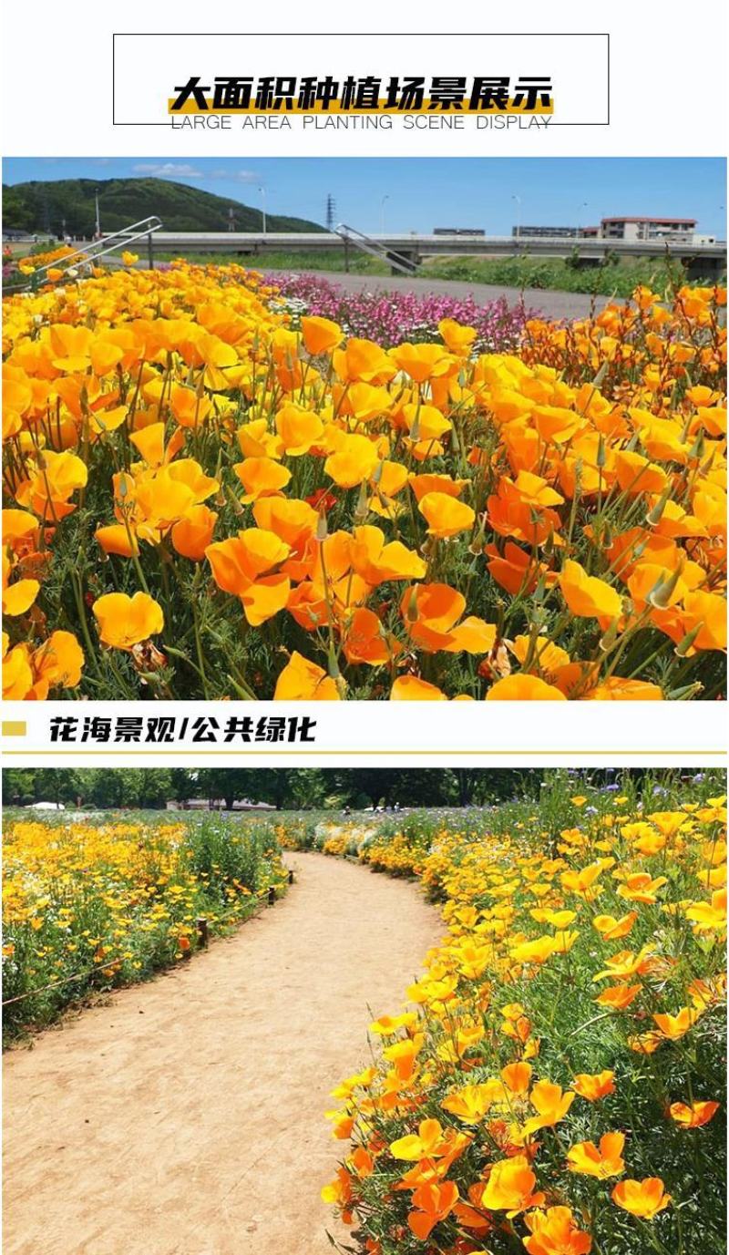 多年生花菱草种子耐寒花籽喜阴四季开花庭院花草户外绿化草籽
