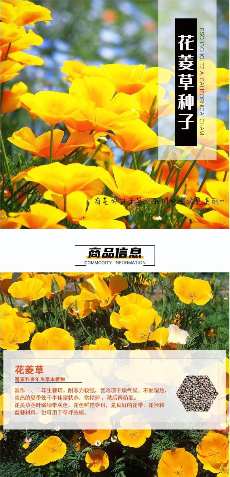 多年生花菱草种子耐寒花籽喜阴四季开花庭院花草户外绿化草籽