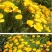 多年生花菱草种子耐寒花籽喜阴四季开花庭院花草户外绿化草籽