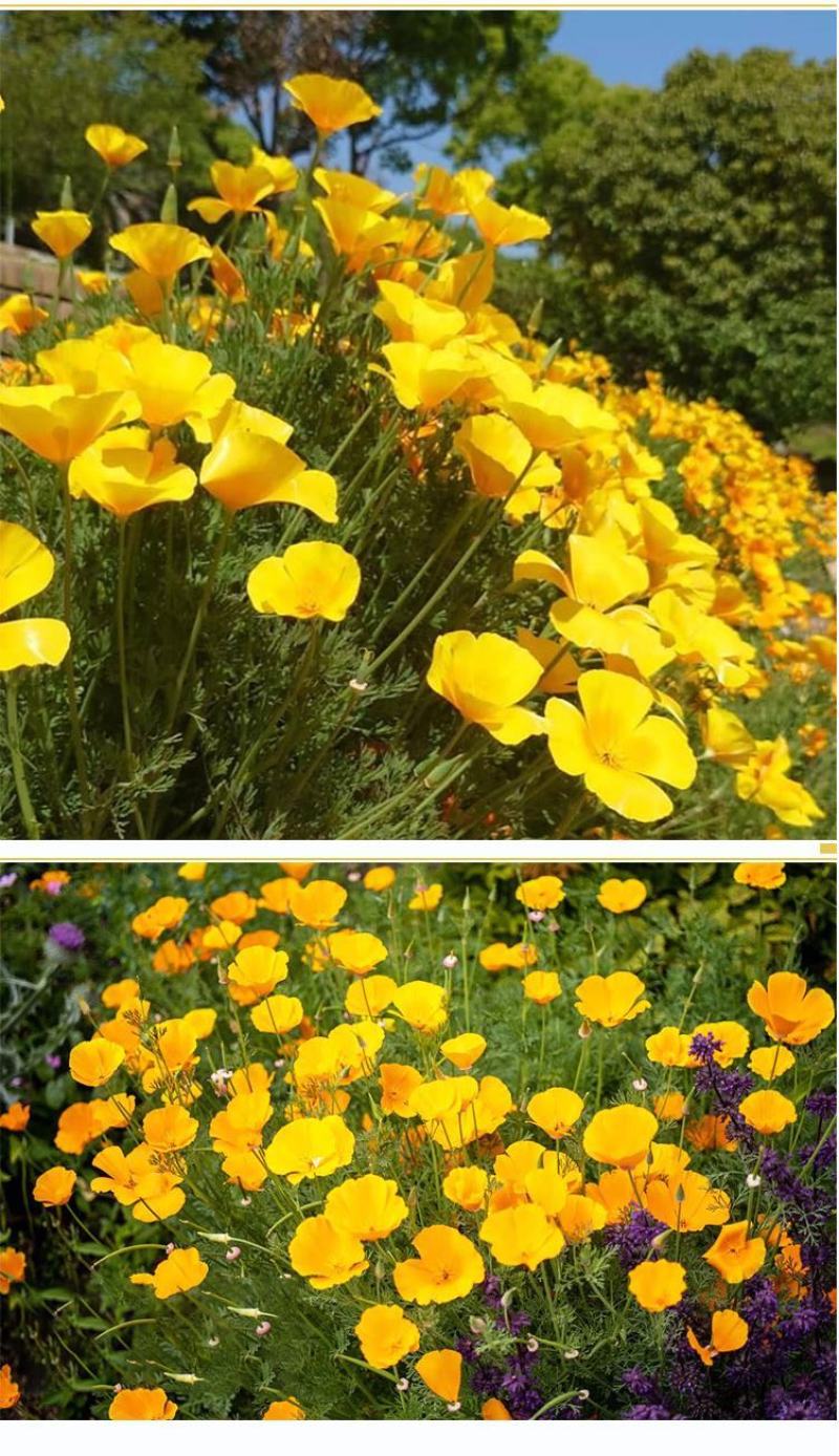 多年生花菱草种子耐寒花籽喜阴四季开花庭院花草户外绿化草籽