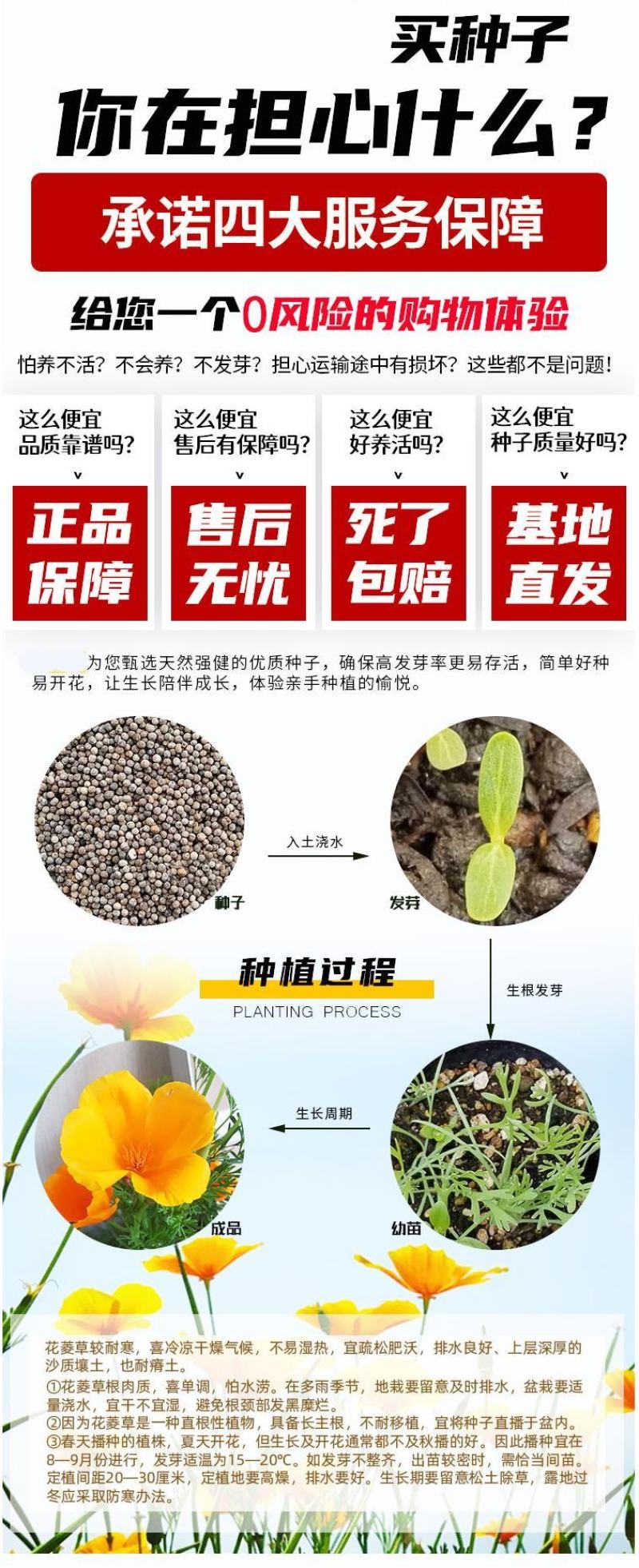 多年生花菱草种子耐寒花籽喜阴四季开花庭院花草户外绿化草籽