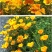 多年生花菱草种子耐寒花籽喜阴四季开花庭院花草户外绿化草籽