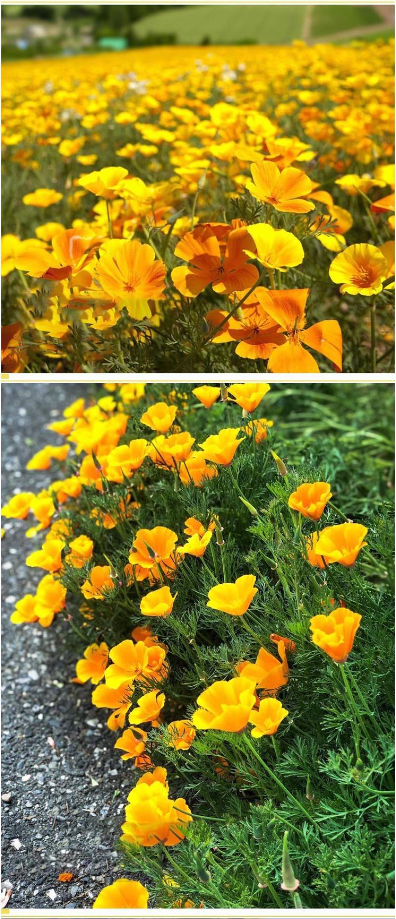 多年生花菱草种子耐寒花籽喜阴四季开花庭院花草户外绿化草籽