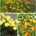 多年生花菱草种子耐寒花籽喜阴四季开花庭院花草户外绿化草籽