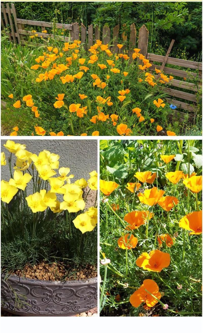 多年生花菱草种子耐寒花籽喜阴四季开花庭院花草户外绿化草籽
