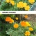 多年生花菱草种子耐寒花籽喜阴四季开花庭院花草户外绿化草籽