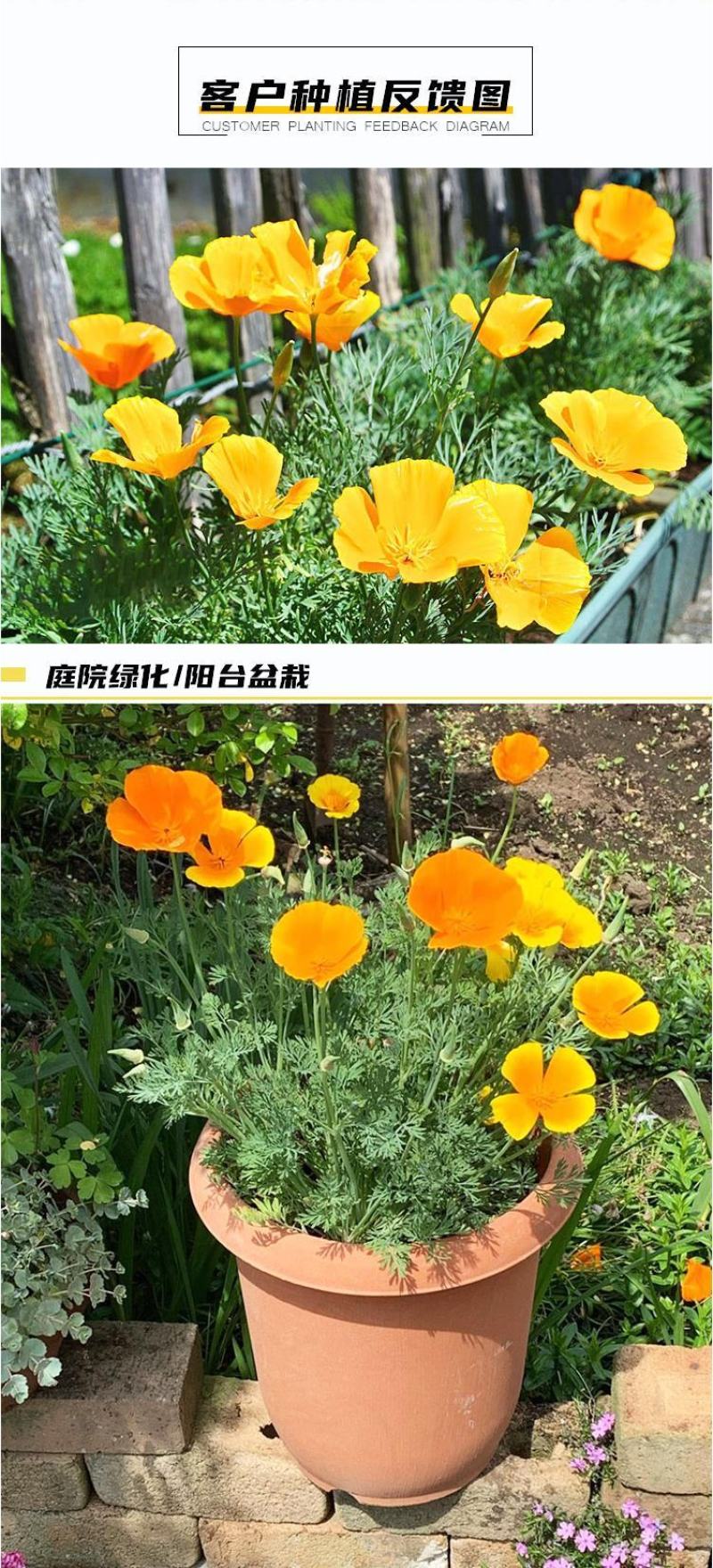 多年生花菱草种子耐寒花籽喜阴四季开花庭院花草户外绿化草籽
