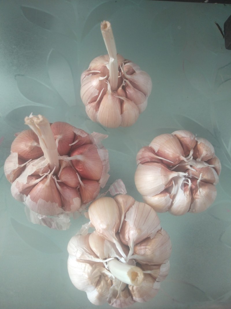 济南商河优质紫皮杂交蒜瓣，大量供应，硬度好，口感脆