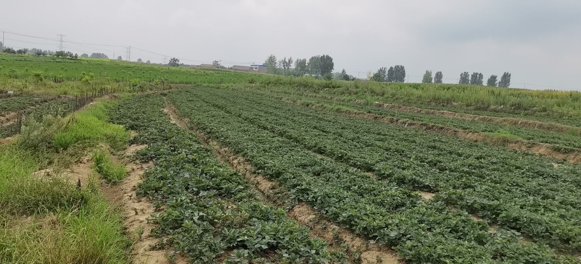 红颜草莓苗种植现场