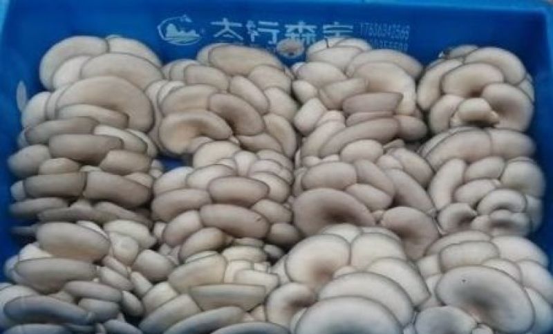 山西长治壶关夏季黑平菇大型基地支持全国发货