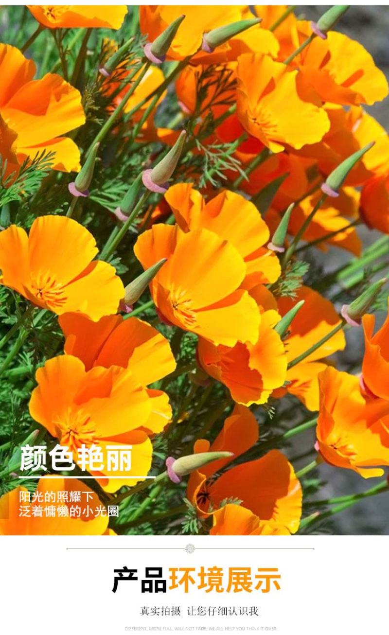 花菱草种子耐寒花籽喜阴四季开花庭院花草户外绿化花海种子