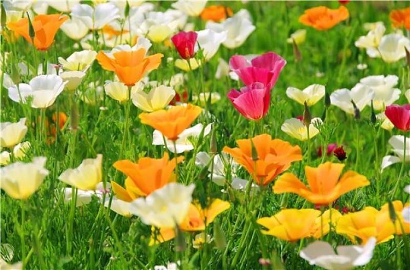 花菱草种子耐寒花籽喜阴四季开花庭院花草户外绿化花海种子