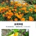 花菱草种子耐寒花籽喜阴四季开花庭院花草户外绿化花海种子