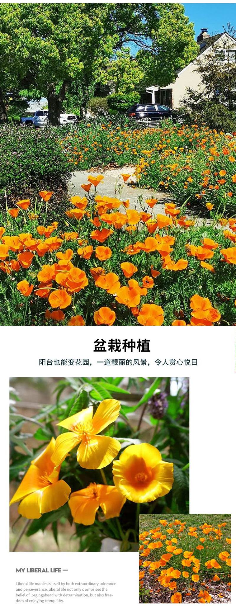 花菱草种子耐寒花籽喜阴四季开花庭院花草户外绿化花海种子