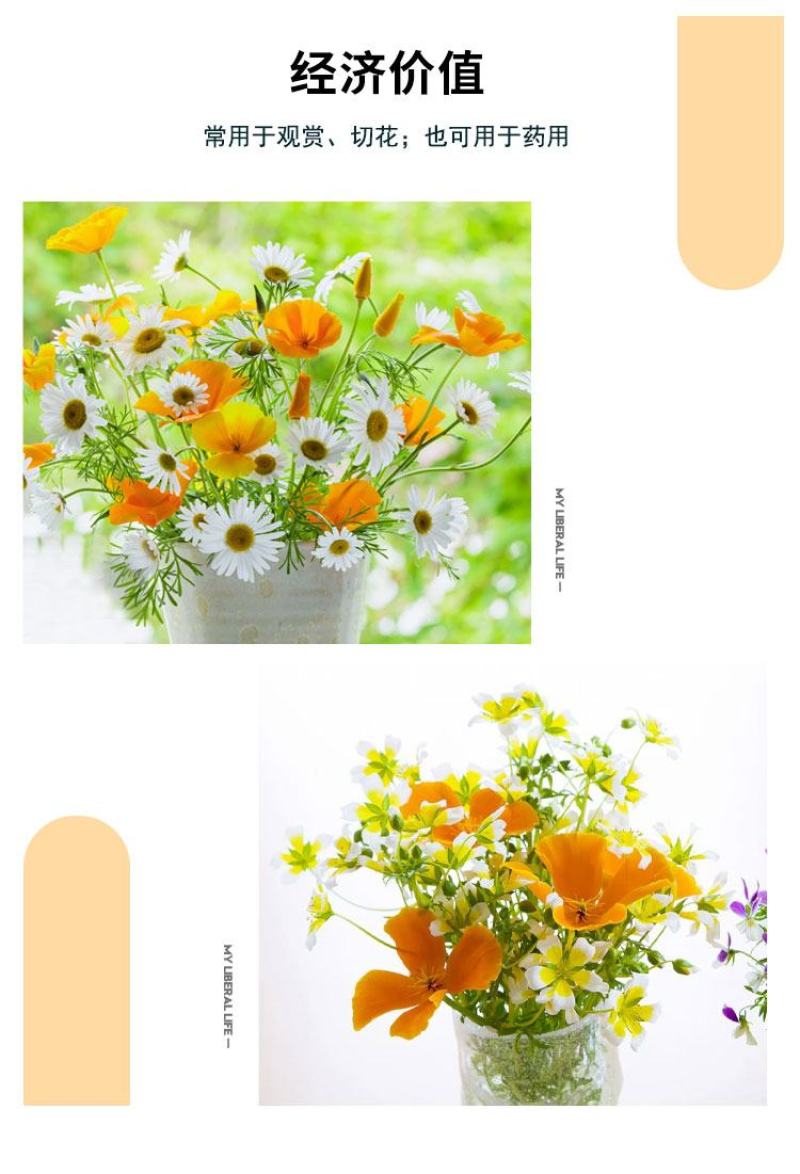 花菱草种子耐寒花籽喜阴四季开花庭院花草户外绿化花海种子