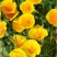 花菱草种子耐寒花籽喜阴四季开花庭院花草户外绿化花海种子